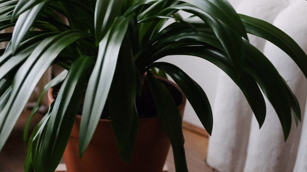 Purifier l'air avec des plantes en 2026 : le guide complet