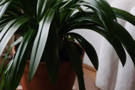 Purifier l'air avec des plantes en 2026 : le guide complet