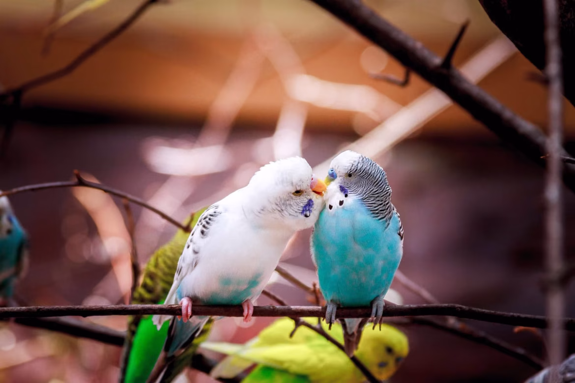 10 idées cadeaux pour les amoureux des oiseaux