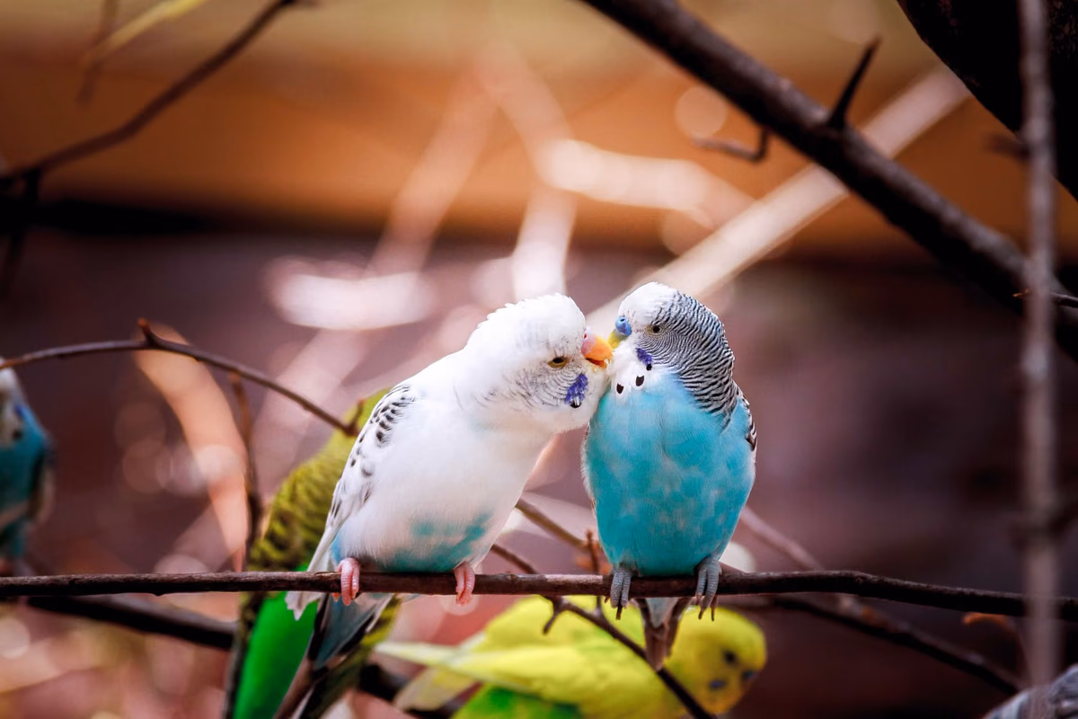 10 idées cadeaux pour les amoureux des oiseaux
